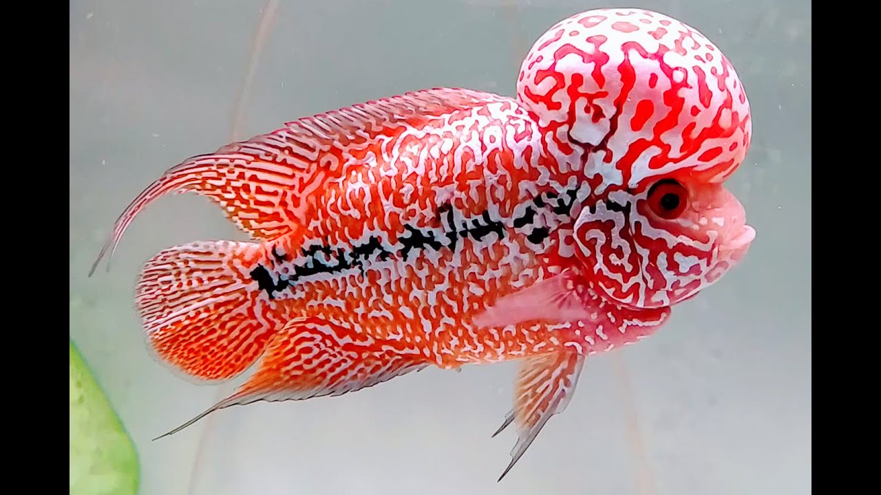 4eb8c-flowerhorn.jpg