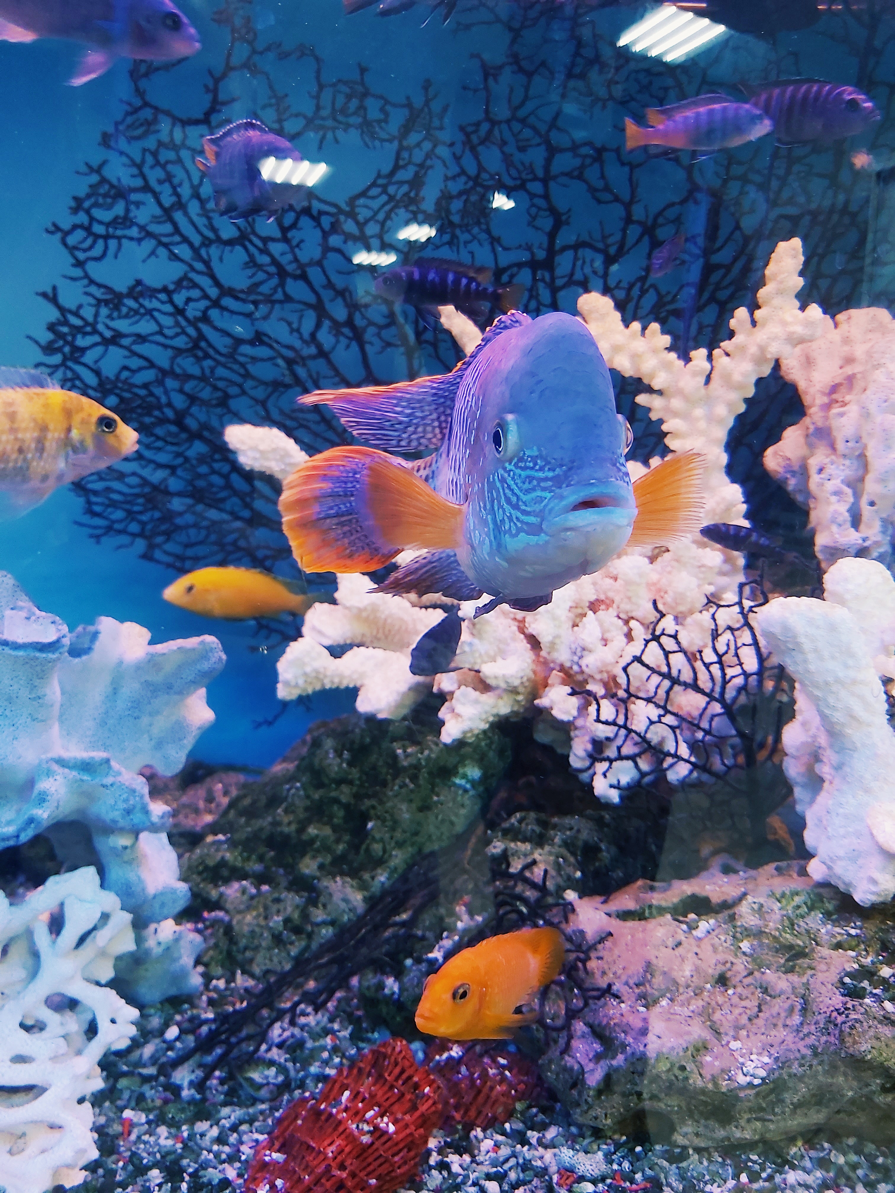 Aquarium 7